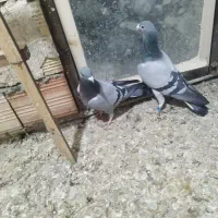 کبوتر مسافتی