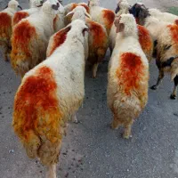 گوسفند آبستن