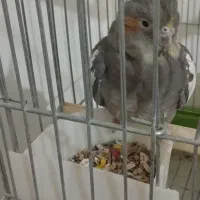 عروس هلندی نر و ماده|پرنده|ملایر, |دیوار