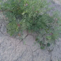 شاه تره الان چیده شده