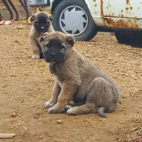 توله نر سرابی