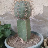 فروش کاکتوس