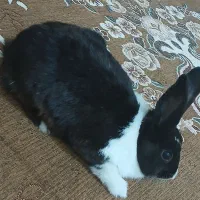 خرگوش زرنگ