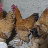 مرغ برهما طلایی|حیوانات مزرعه|مرند, |دیوار