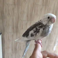 عروس هلندی آلبینو نرمه خور