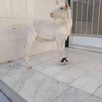 بزغاله نرسانن|حیوانات مزرعه|میبد, |دیوار