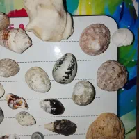 صدف خاص|ماهی|مشهد, مقدم|دیوار