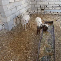 ۲عددبره بفروش میرسد