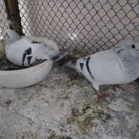 شامی کرمونی