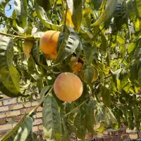 زمین باغی دو بر استثنایی در بهترین لوکیشن میقان