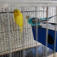 مرغ عشق|پرنده|دوگنبدان, |دیوار