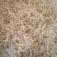 پخت سمنو (تجگی)|خوردنی و آشامیدنی|زهک, |دیوار