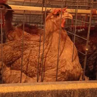 فروش مرغ رسمی|حیوانات مزرعه|مشکین‌دشت, |دیوار