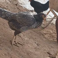 مرغ|حیوانات مزرعه|تهران, شهرک آزمایش|دیوار