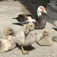 جوجه اردک اسرائیلی