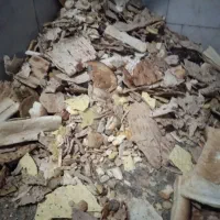 نون خشک