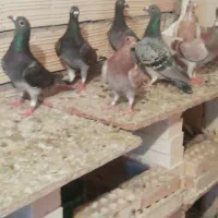 کبوتر|پرنده|شوشتر, |دیوار