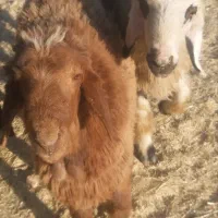 فروش بره نر