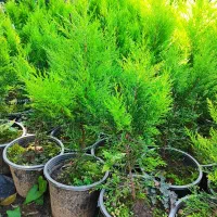 کاج لاوسون،پتسپروم،شمشاد نعنایی سبز