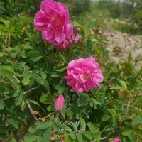 گل محمدی خار دار ،کشت دیم