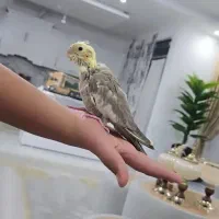 جوجه عروس هلندی|پرنده|مشهد, امیریه|دیوار