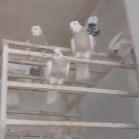 ۱۵ عدد طوقی بی نقص|پرنده|امیدیه, |دیوار