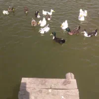 باغ-پسته-و-زمین-فروشی