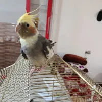 عروس هلندی اهلی سخنگو