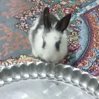 خرگوش لوپ از بچگی با خودمون بود خونگی و دستیه