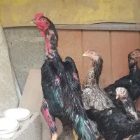 مرغ وخروس لاری اوشامو افغان