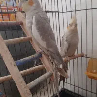 عروس هلندی|پرنده|بندر ماهشهر, |دیوار