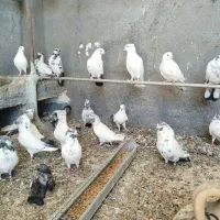 کفتر پرشی به علت جم آوردی قیمت مناسب