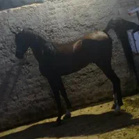 دوعدداسب نریون دره شور و کرد