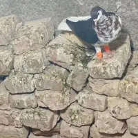جوانه پشت گراف و هفرنگ گم کردم