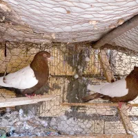 کبوتردورنگ ملقی