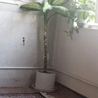گل دیفن حرفه ای و بلند سالم