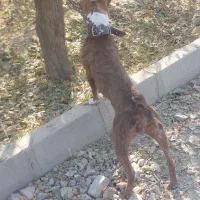 واگذاری پیتبول ماده ۱۱ ماهه|سگ|هشتگرد, تهران دشت|دیوار