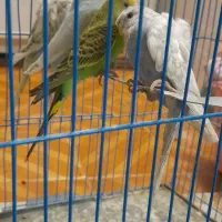 مرغ عشق فری ومعمولی|پرنده|مشهد, قائم|دیوار