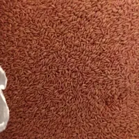 گندم اصلاح شده