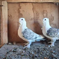 کبوتر ساتن بلژیکی اصل