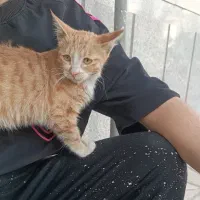 گربه