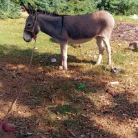 الاغ ماده آرام