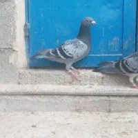 دوعددنرهوایی|پرنده|بوشکان, |دیوار