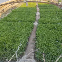 نهال گورجه درجه یک بذر