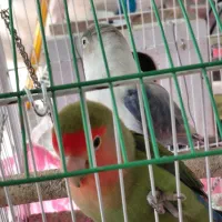 مرغ عشق وطوطی برزیلی|پرنده|اردبیل, |دیوار