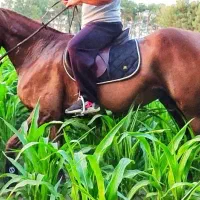 مادیان کورسی