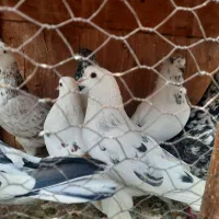 کبوتر پرشی ۲۰ عدد یجا|پرنده|ماهدشت, |دیوار