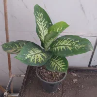 گل و گیاه دیفن باخیا|گل و گیاه طبیعی|اهواز, سیصد دستگاه|دیوار