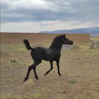 اسب