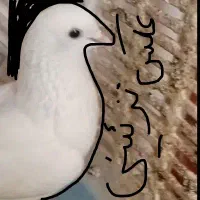 پیداشده